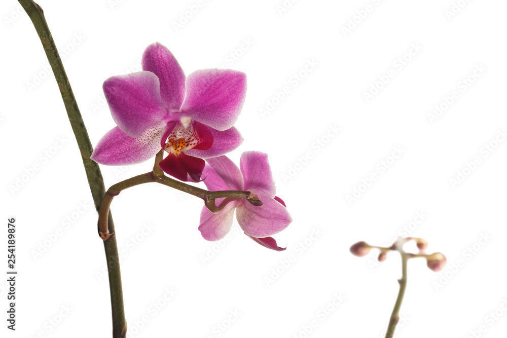 Beautiful purple orchid on white background Beautiful purple orchid on white background