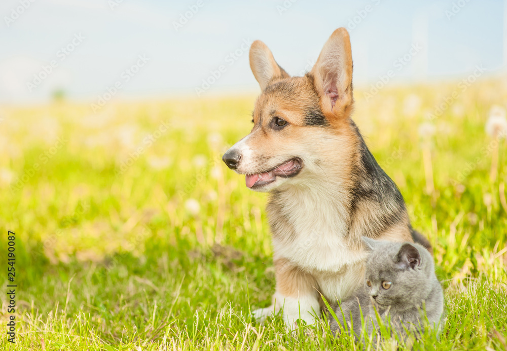 Pembroke Welsh Corgi puppy with gray kitten sitting together on a summer grass. Empty space for text