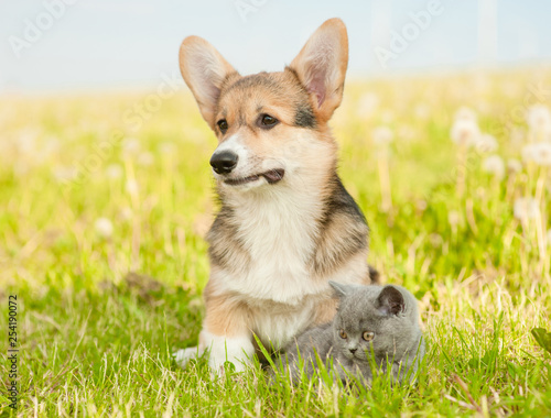 Pembroke Welsh Corgi puppy hugging kitten on a summer grass