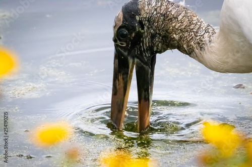 Wood Stork in Florida photo