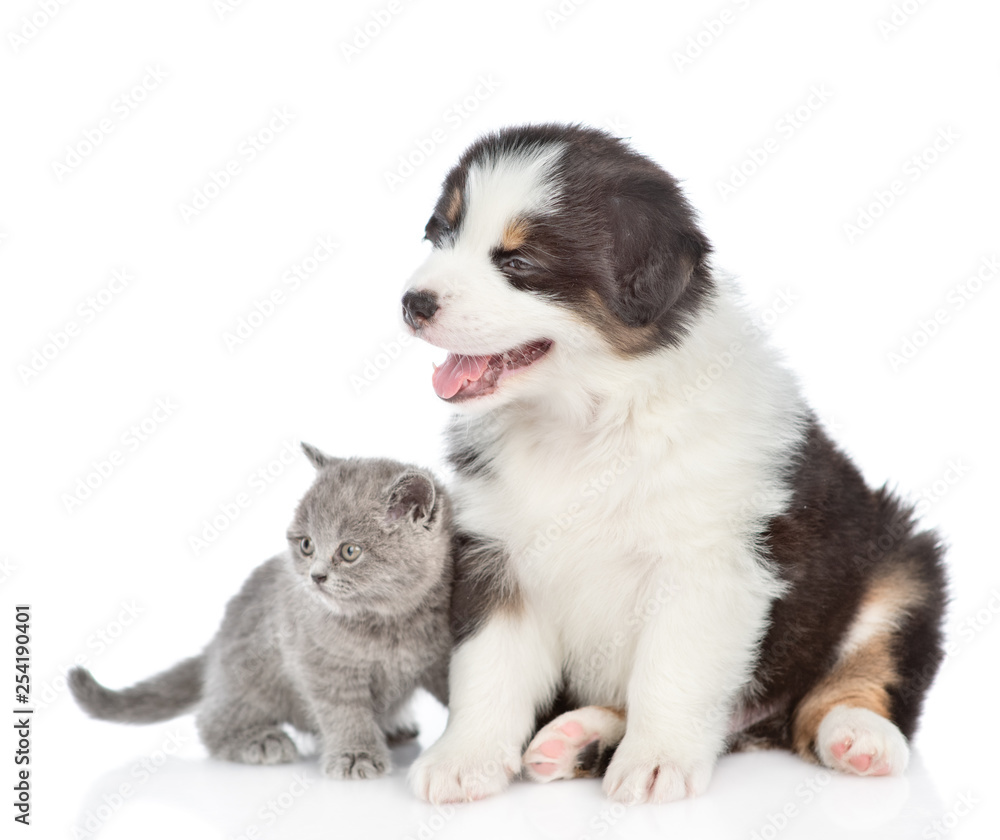 Fototapeta premium Australian shepherd puppy and kitten looking away together. isolated on white background