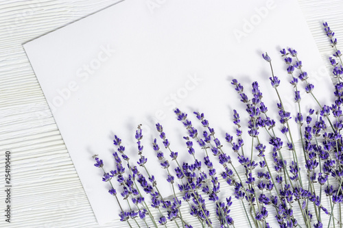 Dried lavender background with copy space. Lavender composition. Sprigs of lavender close up.