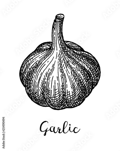 Ink sketch of garlic.