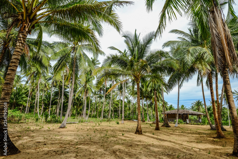 Coconut trees on Coron Island, Philippines Coconut trees on Coron Island, Philippines