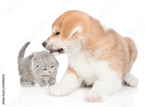 Playful Akita inu puppy sniffing cute kitten. isolated on white background