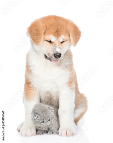 Akita inu puppy and cute kitten sitting together. isolated on white background