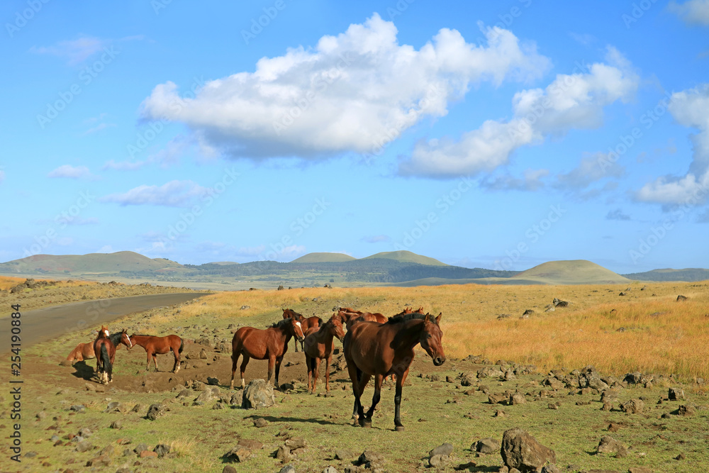 Group of wild horses grazing at the roadside on Easter Island, Chile, South America