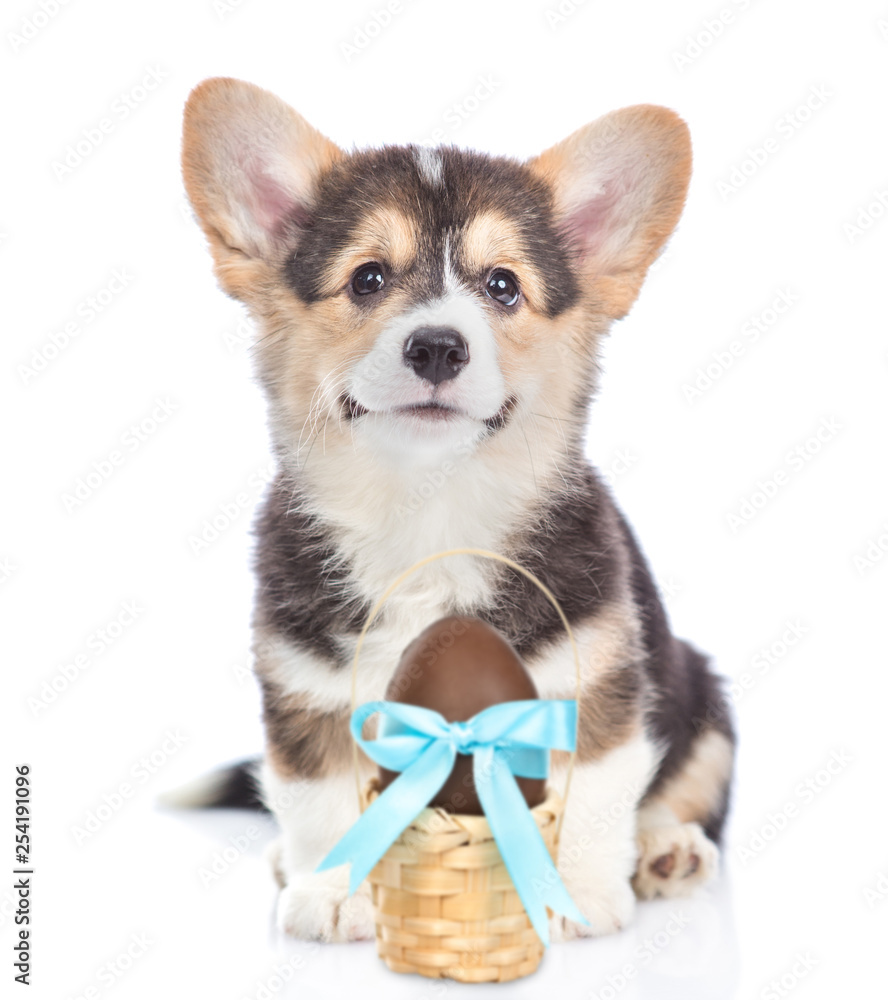 Corgi puppy with Easter basket with chocolate egg. Isolated on