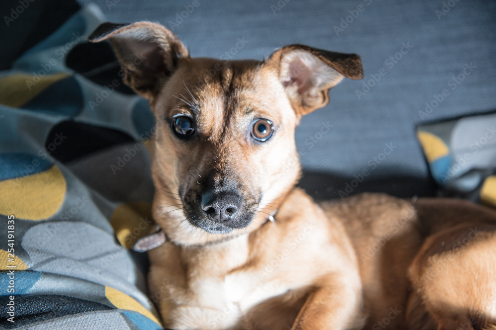 Cute brown puppy sitting on a sofa - dog photography - favourite pet - mixed race dog, - mongrels are the best