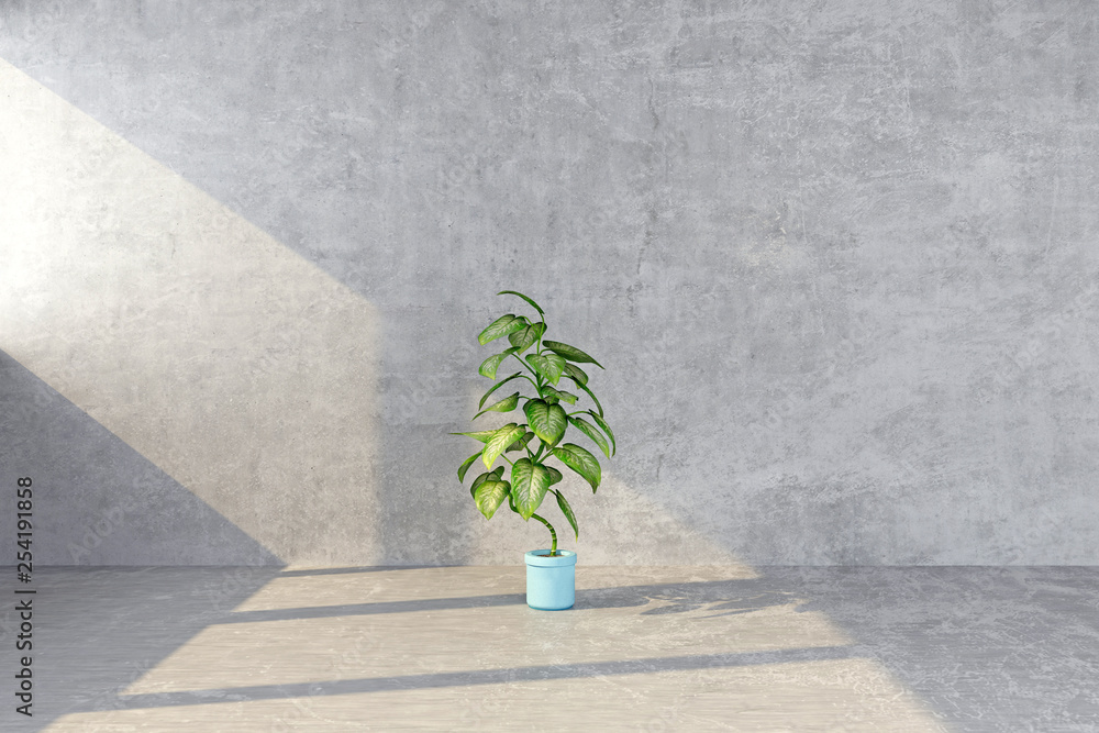 potted plant on concrete wall background