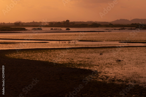 wetland at sunset