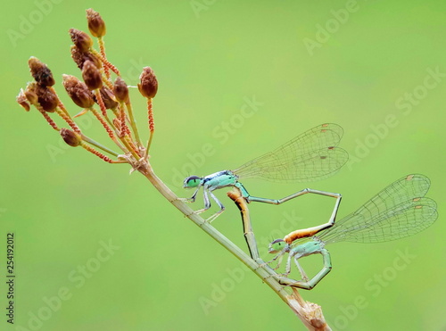 nature macro photography. namely thek art of taking pictures according to existing circumstances. photo