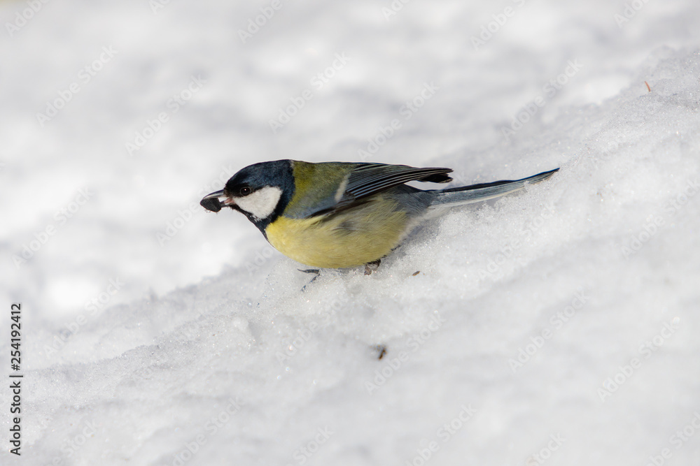 tit eats sunflower seeds in the winter tit eats sunflower seeds in the winter