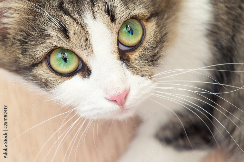 beautiful domestic cat with big green eyes