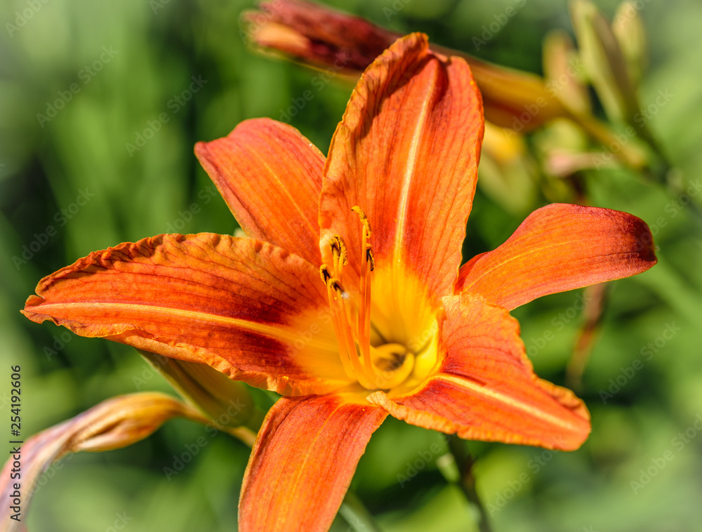 Vivid orange blossom single lily flower close-up. Vivid orange blossom single lily flower close-up.