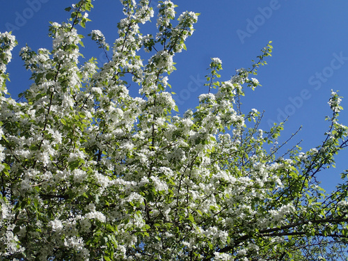 Blooming apple tree on blue sky background