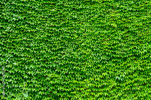 Garden wall covered with evergreen Ivy tree