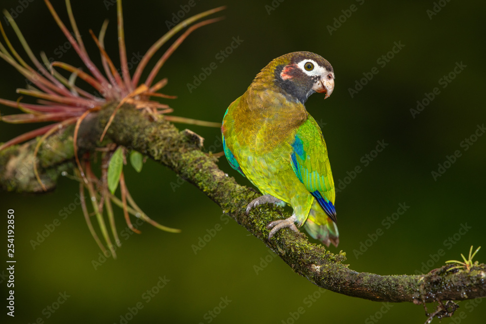 Brown-hooded parrot in the wild