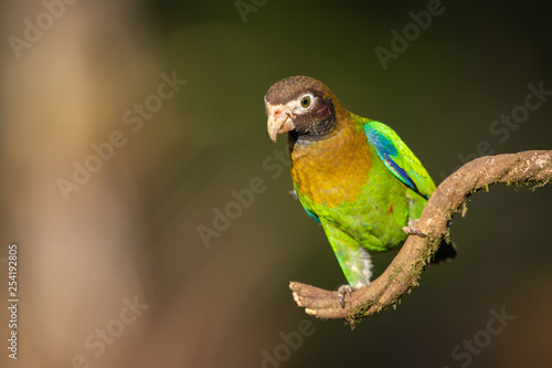 Brown-hooded parrot in the wild