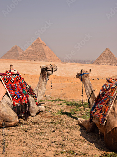 camels in desert