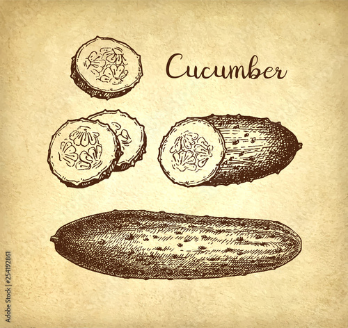 Ink sketch of cucumber.