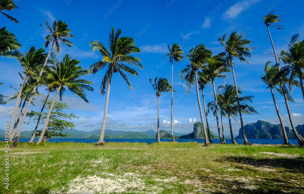 Fototapeta premium Coconut trees on Coron Island, Philippines