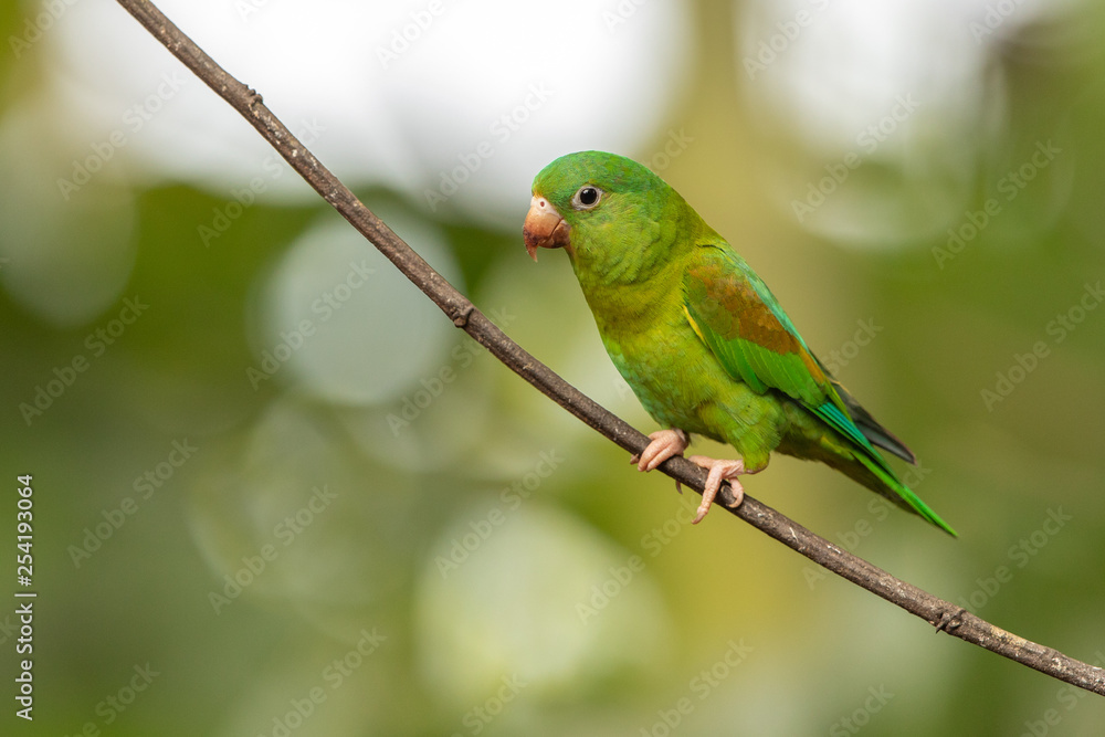 Orange-chinned parakeet in the wild Orange-chinned parakeet in the wild