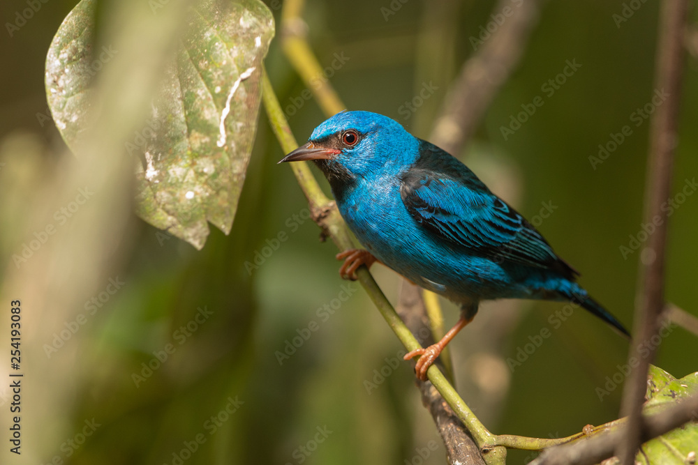 Blue dancis in the wild Blue dancis in the wild