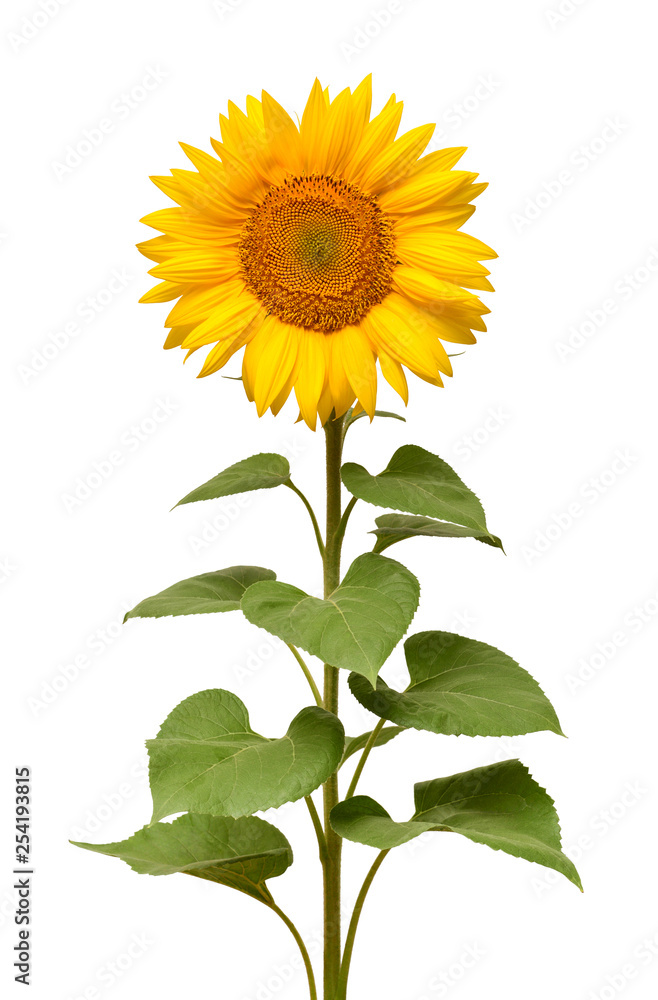 Obraz premium Sunflower isolated on white background. Sun symbol. Flowers yellow, agriculture. Seeds and oil. Flat lay, top view. Bio. Eco. Creative