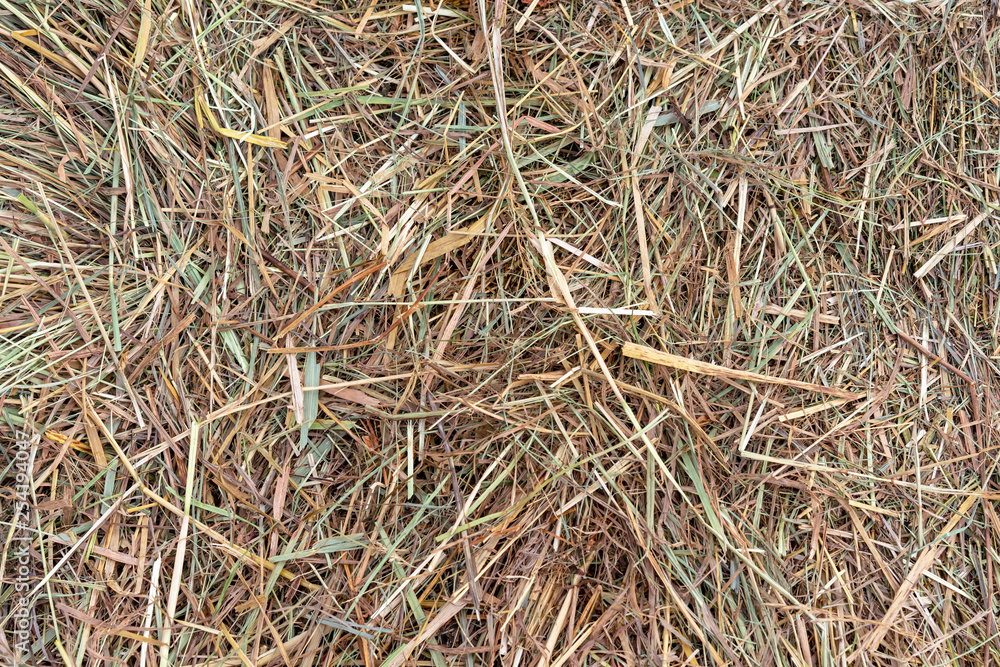 Dried yellow straw. Texture of hay and straw. Dried yellow straw. Texture of hay and straw.