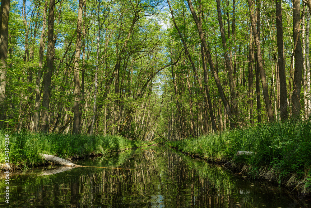 Fototapeta premium Tolle Natur auf der Mecklenburger Seenplatte auf der Schwaanhavel
