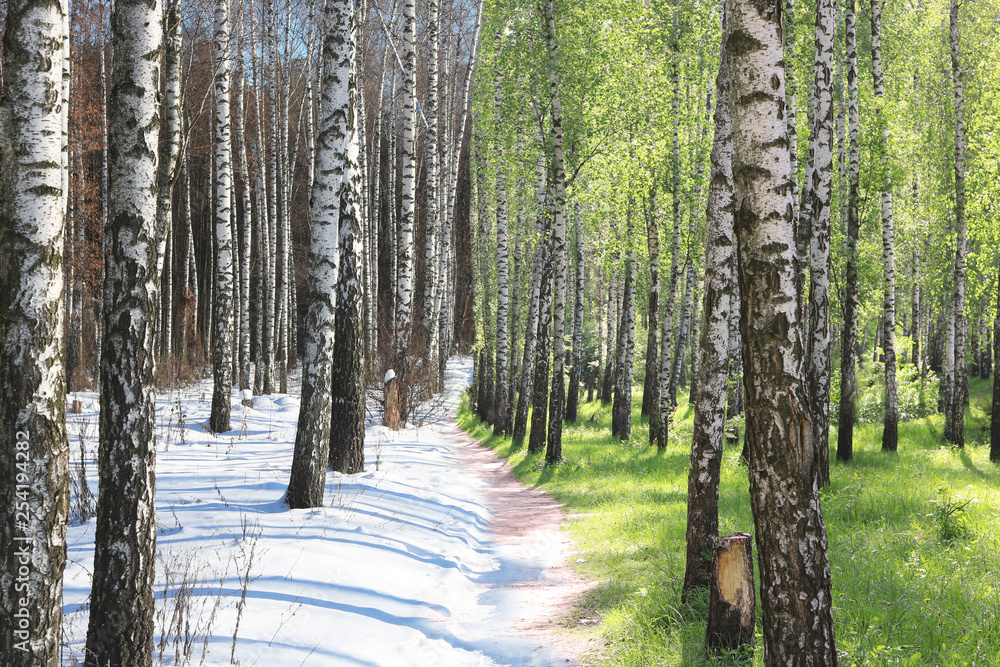 Obraz premium Winter forest with birches with white birch bark and summer forest with birches with green birch leaves