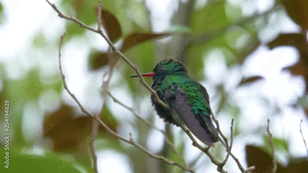 Hummingbird perching on a tree branch Hummingbird perching on a tree branch