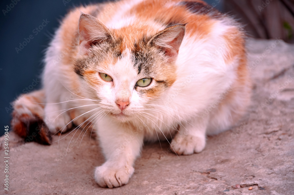 Fototapeta premium Homeless animals series. Red stray cat. Cats and veterinary medicine. The problem of street animals. Treatment of cats
