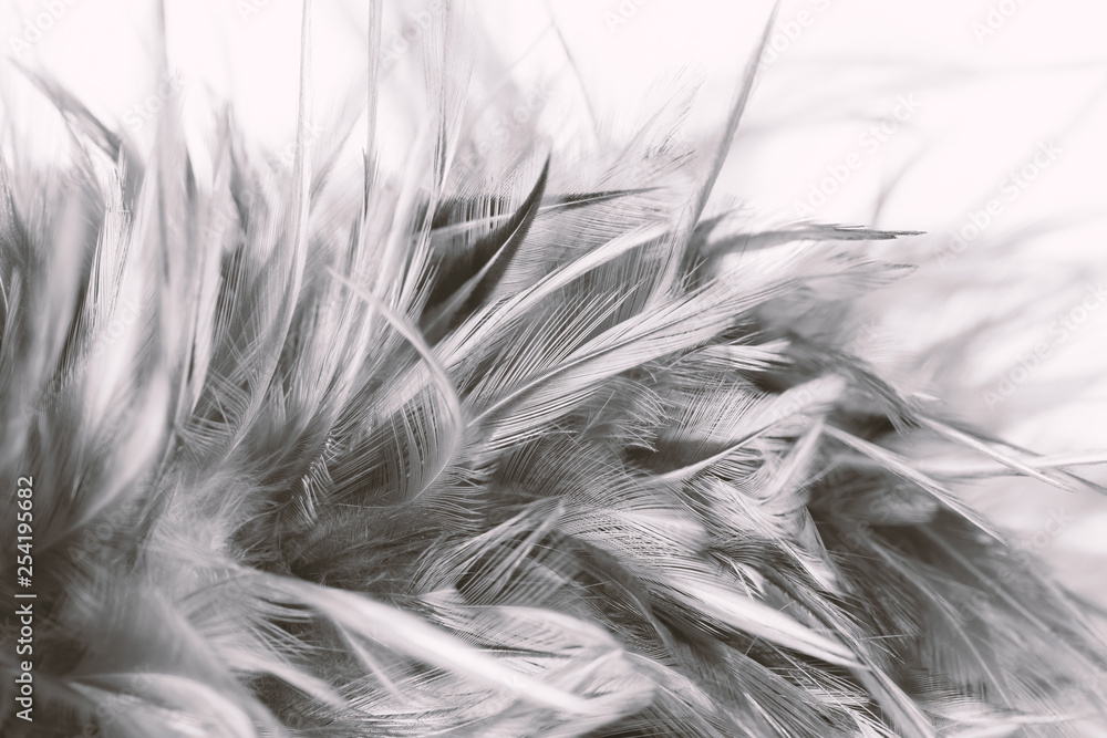 Obraz premium Gray chicken feathers in soft and blur style for the background, black and white