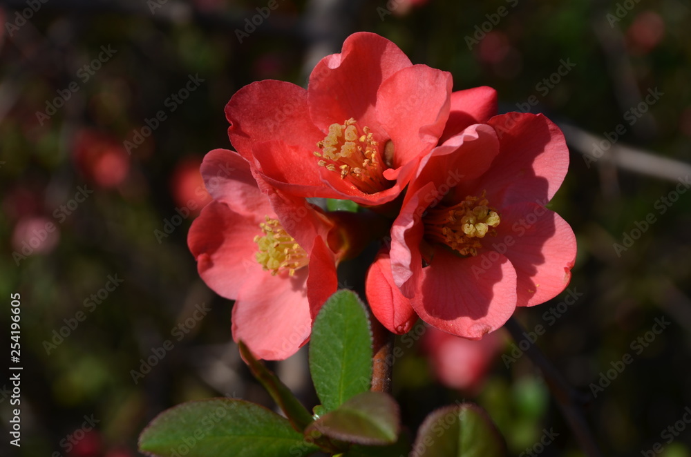 Close up of Japanese Flowering Quince red flowers in a garden in a sunny spring day Close up of Japanese Flowering Quince red flowers in a garden in a sunny spring day