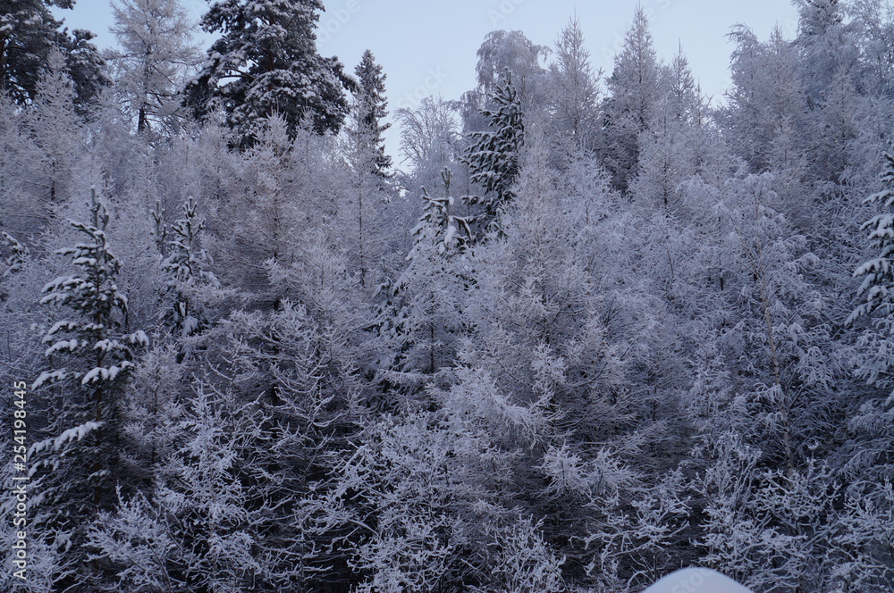 Obraz premium frozen trees