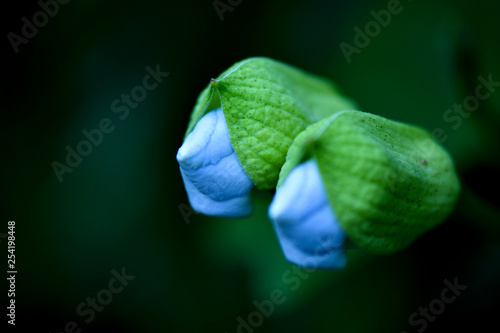 Blue trumpet vine flower - Laurel Clock vine