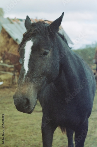 Portrait of a beautiful horse © Денис Тетеря