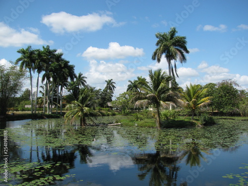 beautiful cuban tropical background © Елена Завьялова