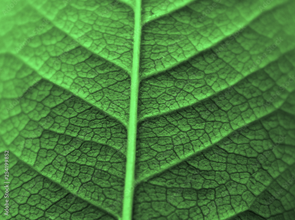 Plant leaf macro natural background. Plant leaf macro natural background.