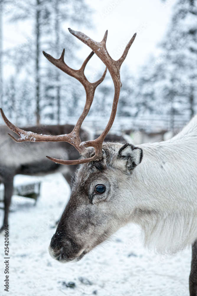 Obraz premium Close-up of a reindeer.