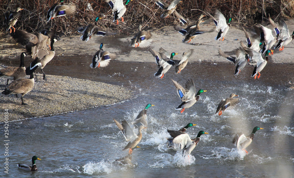 Fototapeta premium Mallards take flight