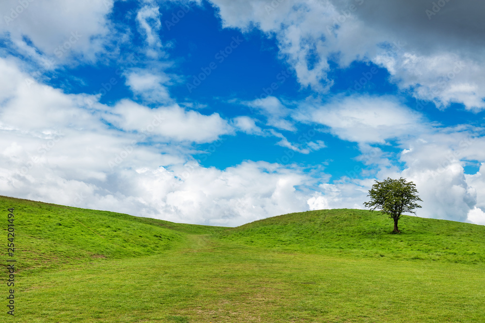 Solitary tree on a top of a green hill on a cloudy day