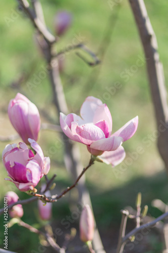 Beautiful rose bush blooming magnolia