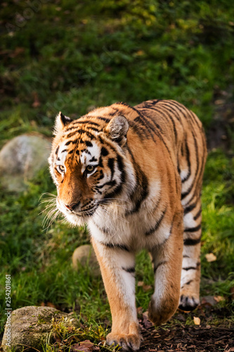 An adult tiger walking in a green forest