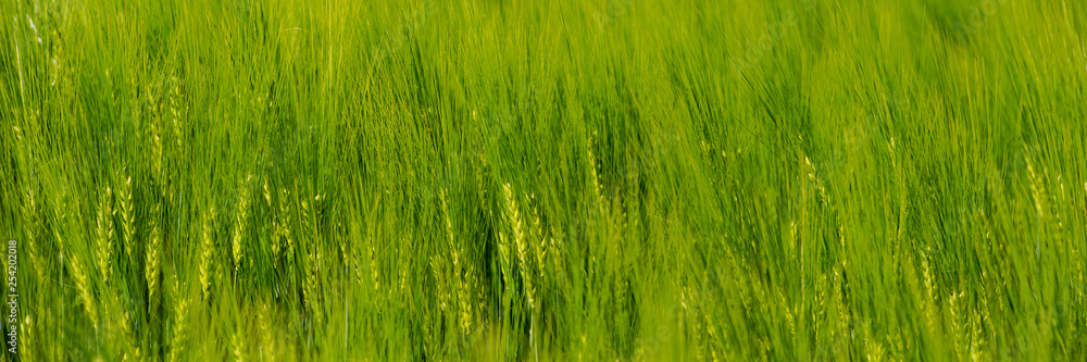 ears of young green wheat sway in the wind.