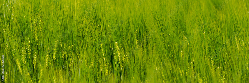 ears of young green wheat sway in the wind. ears of young green wheat sway in the wind.