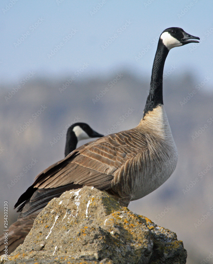 Fototapeta premium Canada geese on basalt