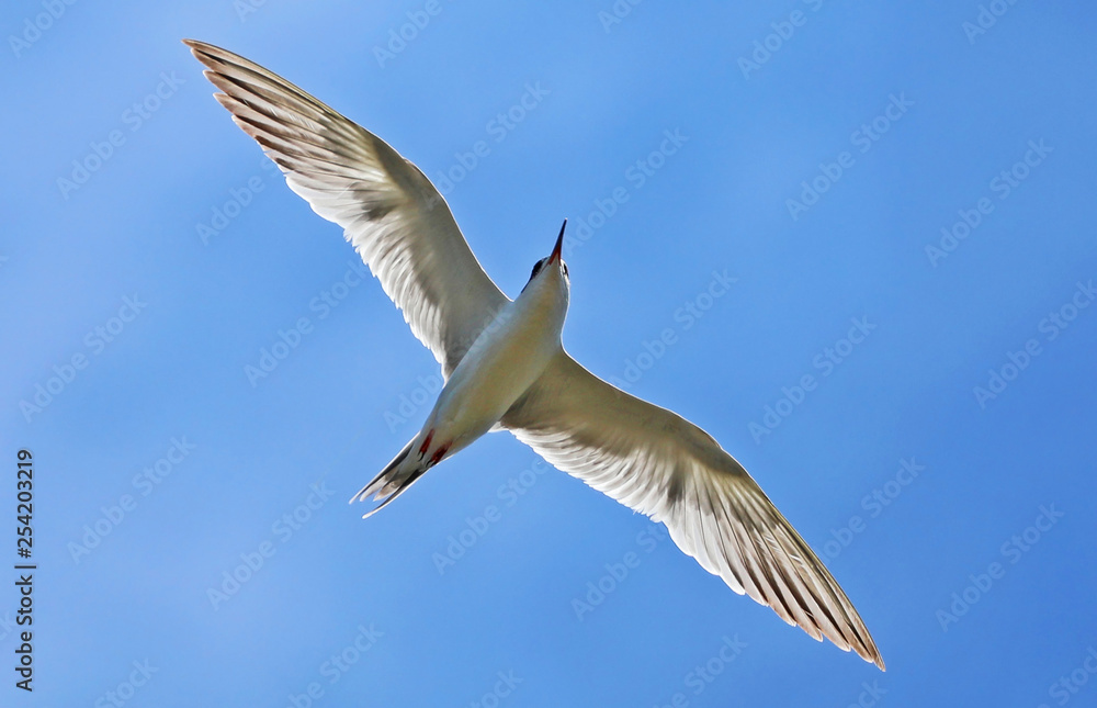 Fototapeta premium Backlit tern